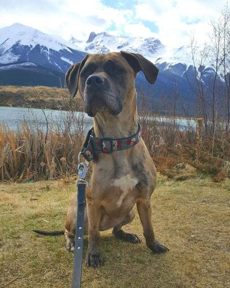 Entry image for Pacino. Clicking this image will show a larger photo