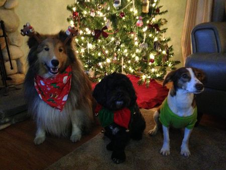 Entry image for Miko, Pippin & Lejla. Clicking this image will show a larger photo