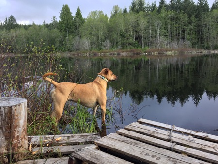 Entry image for Capitan. Clicking this image will show a larger photo