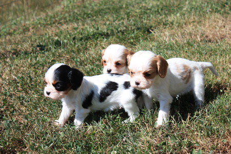 Entry image for Chloe, Benji and Rosie. Clicking this image will show a larger photo