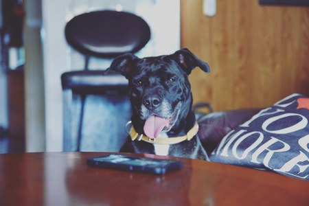 Entry image for Rodeo. Clicking this image will show a larger photo