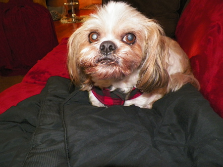 Entry image for KoTiko. Clicking this image will show a larger photo