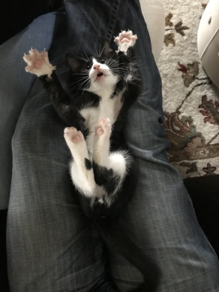 Entry image for Howard. Clicking this image will show a larger photo