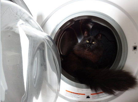 Entry image for Saba. Clicking this image will show a larger photo