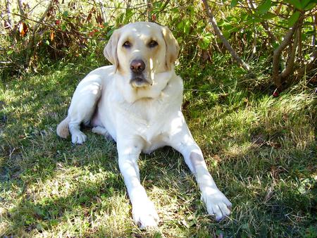 Entry image for Fergus. Clicking this image will show a larger photo