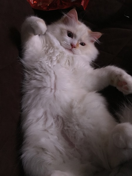 Entry image for Cooper. Clicking this image will show a larger photo