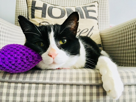 Entry image for Jack. Clicking this image will show a larger photo