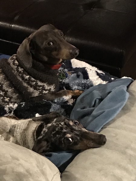 Entry image for Pogo and Jake. Clicking this image will show a larger photo