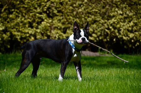 Entry image for Dozer. Clicking this image will show a larger photo