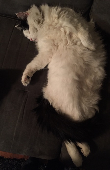 Entry image for Bridget . Clicking this image will show a larger photo