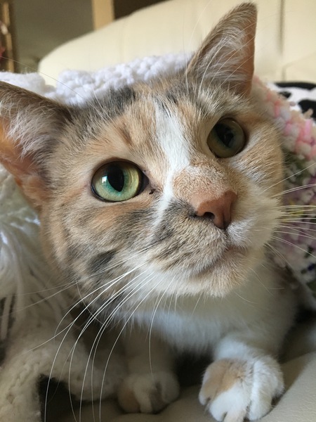 Entry image for Harlowe . Clicking this image will show a larger photo