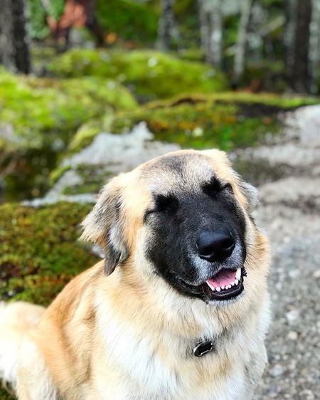 Entry image for Herschel . Clicking this image will show a larger photo