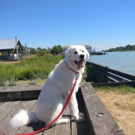 Entry image for Luka. Clicking this image will show a larger photo