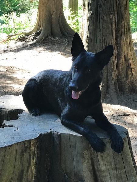 Entry image for Bruno. Clicking this image will show a larger photo