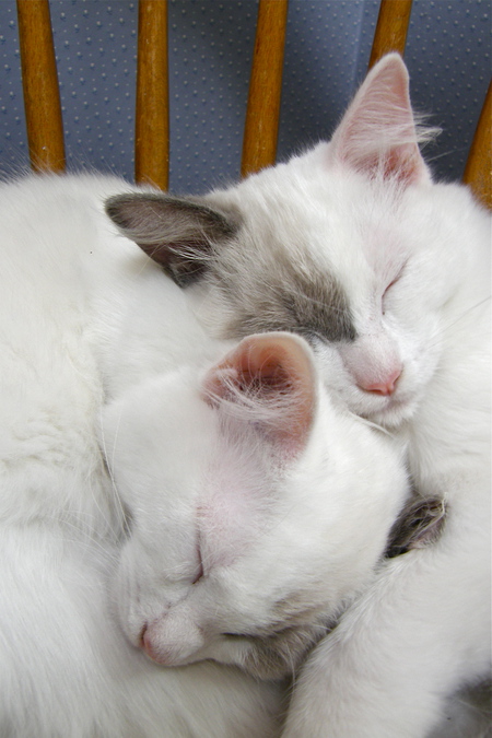 Entry image for Peek and Boo. Clicking this image will show a larger photo