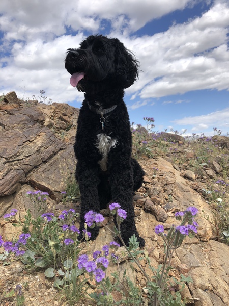 Entry image for Chase A Roo. Clicking this image will show a larger photo