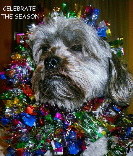 Entry image for Jacob, the Snaggle Tooth Devildog.  . Clicking this image will show a larger photo