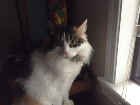 Entry image for Mocha. Clicking this image will show a larger photo