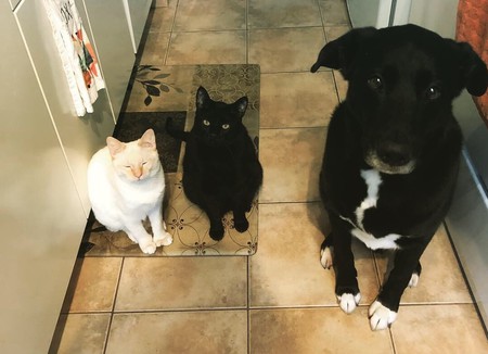 Entry image for Cheeto, Boomer and Jack. Clicking this image will show a larger photo