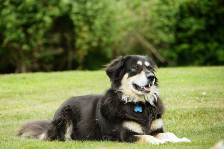 Entry image for Nelly. Clicking this image will show a larger photo