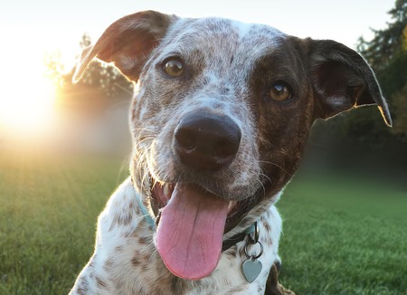 Entry image for Fender. Clicking this image will show a larger photo