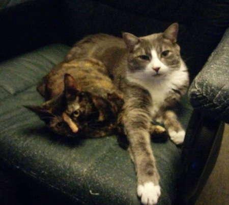 Entry image for Cooper & Caly. Clicking this image will show a larger photo