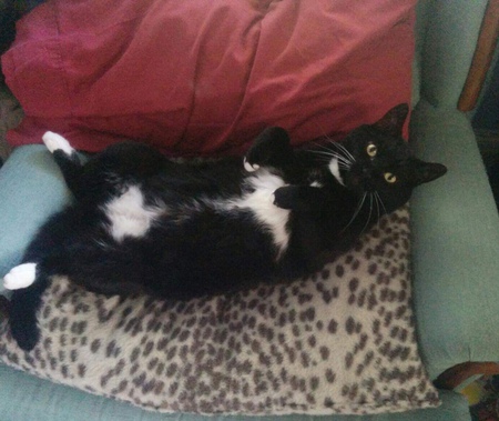 Entry image for Tazzy. Clicking this image will show a larger photo