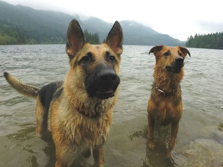 Entry image for Deuce and Jasper . Clicking this image will show a larger photo