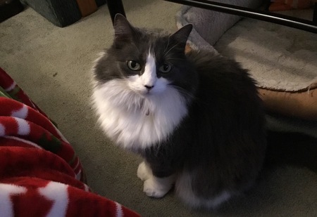 Entry image for Miss Bella . Clicking this image will show a larger photo