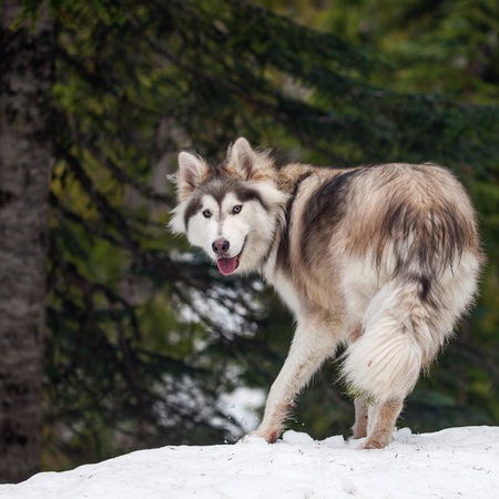 Entry image for Rocky. Clicking this image will show a larger photo