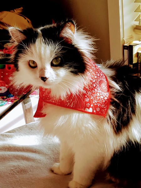 Entry image for Zoey. Clicking this image will show a larger photo