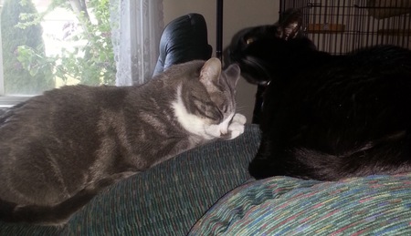 Entry image for Cooper and Tazzy . Clicking this image will show a larger photo