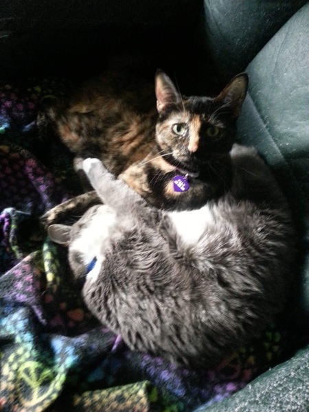 Entry image for Caly and Cooper . Clicking this image will show a larger photo