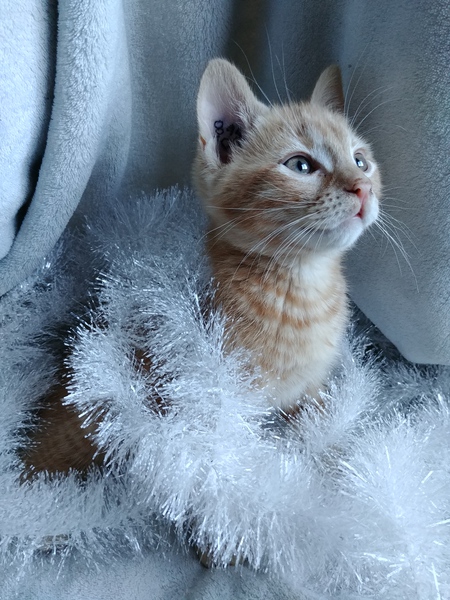 Entry image for Enzo. Clicking this image will show a larger photo