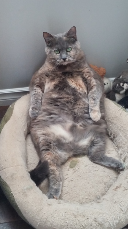 Entry image for LUMP. Clicking this image will show a larger photo