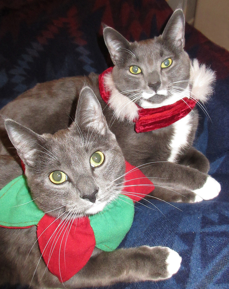 Entry image for Pete and Teddy. Clicking this image will show a larger photo