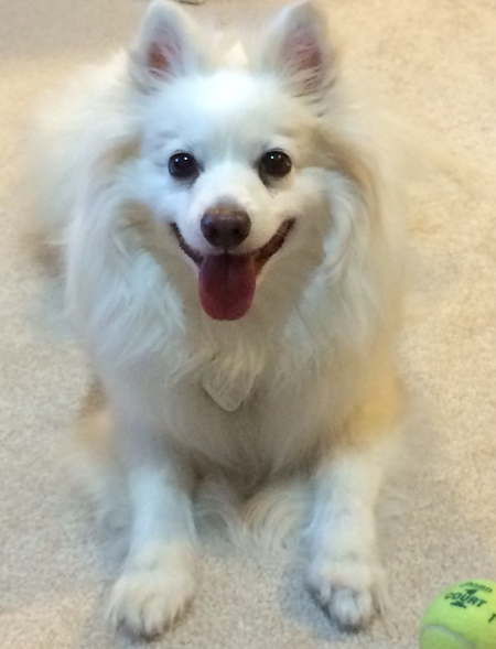 Entry image for Putter. Clicking this image will show a larger photo