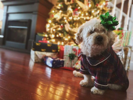 Entry image for Jasper . Clicking this image will show a larger photo