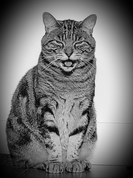 Entry image for Rufus. Clicking this image will show a larger photo