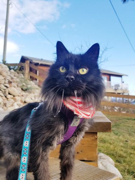 Entry image for Louie. Clicking this image will show a larger photo