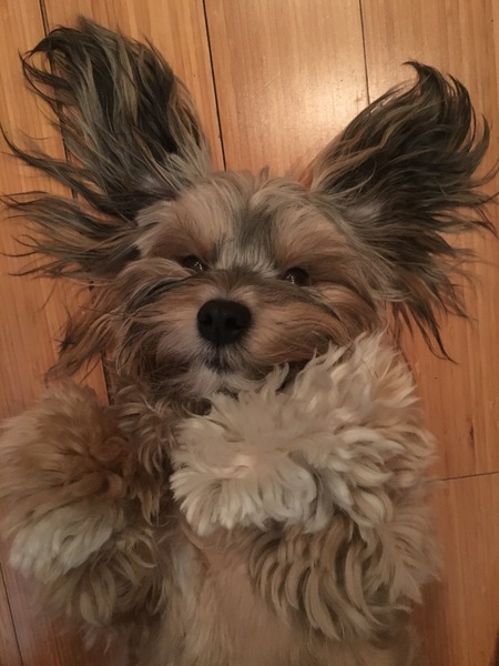 Entry image for Ziggy Sawada. Clicking this image will show a larger photo