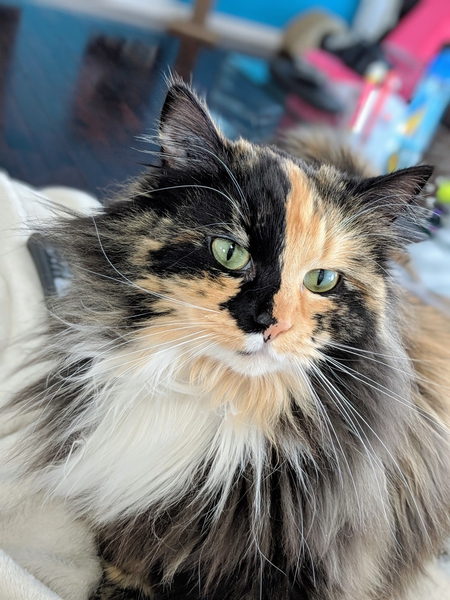 Entry image for Maci. Clicking this image will show a larger photo