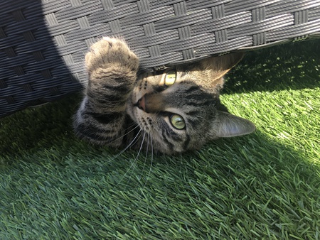 Entry image for Charlie . Clicking this image will show a larger photo