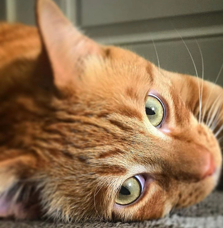 Entry image for Franklin . Clicking this image will show a larger photo