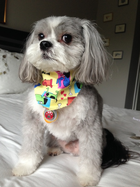 Entry image for Baxter. Clicking this image will show a larger photo