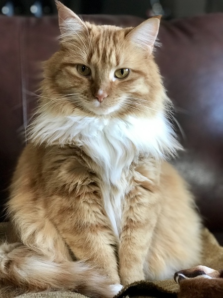 Entry image for Pumpkin. Clicking this image will show a larger photo