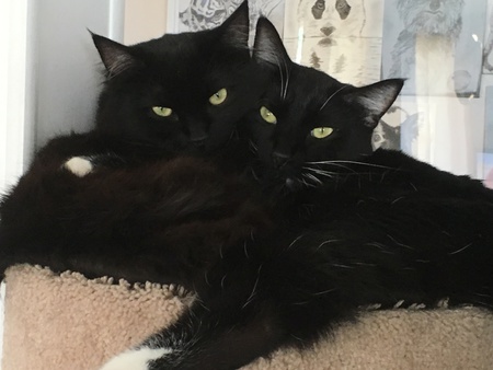 Entry image for Toby and Betty. Clicking this image will show a larger photo