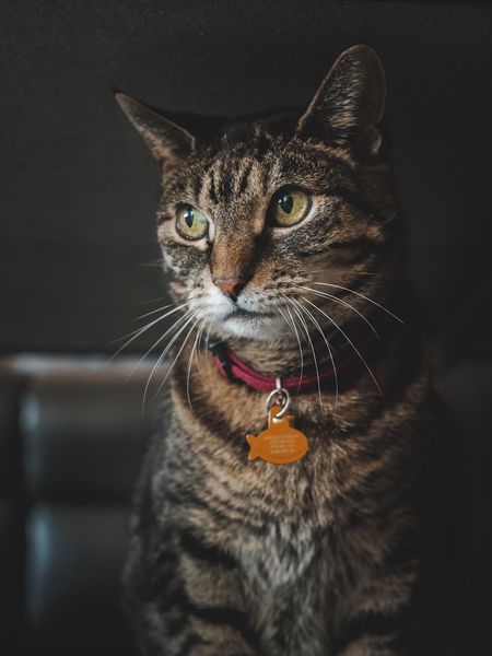 Entry image for Pepper. Clicking this image will show a larger photo