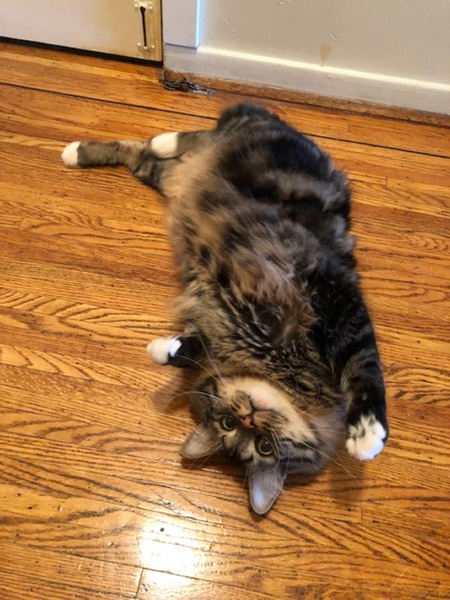 Entry image for Forrest. Clicking this image will show a larger photo