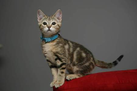 Entry image for Twix. Clicking this image will show a larger photo